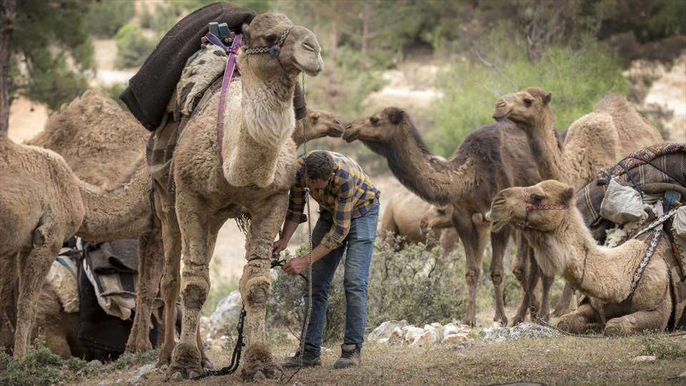 <p><strong>"Evimiz olmadığından ikametgahım da yok"</strong></p>

<p>Geçimini hayvancılıkla sağladığını ifade eden Gök, şunları kaydetti:</p>

<p>"Develere verdiğimiz yem ve samanı kendimiz yapıyoruz. İhtiyarlarını satarız. Bu hayvanlar buradaki iklime ve zor şartlara alışkındır. Develeriyle göçenin yörük olduğunu bilirsin. Fakat traktörle yükünü taşıyanın yörük olduğunu bilemezsin. Yerleşik hayata geçmeyi hiç düşünmedim.</p>
