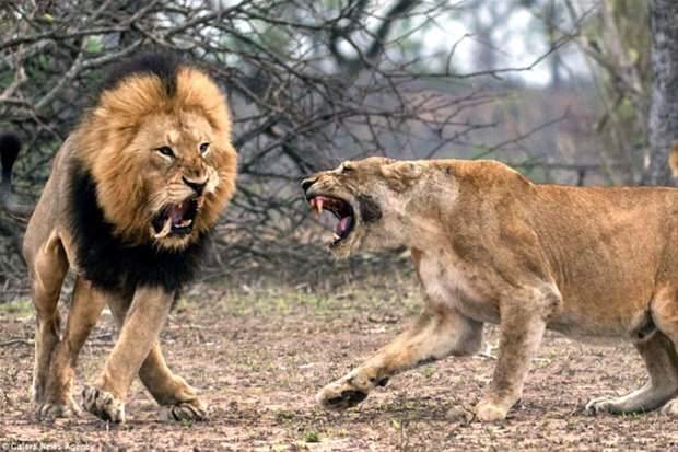 <p><strong>Erkek aslan karizmayı fena çizdi</strong></p>

<p>Bir erkek ve dişi aslan, Güney Afrika'daki Kruger ulusal parkında şiddetli bir kavgaya tutuşurken fotoğraflandı. Kavga esnasında erkek aslanın büyük dişlerinden bir tanesi yerinden çıktı.</p>

<p> </p>
