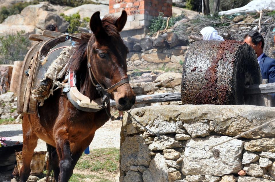 <p>Yatağan ilçesine bağlı Turgutlar Mahallesi'nde yaşayanlar, verimi ve kalitesinin fabrikalarda üretilen yağlardan daha iyi olduğu düşüncesiyle topladıkları zeytinleri ayaklarıyla ezip yağını çıkartıyor.</p>

<p> </p>
