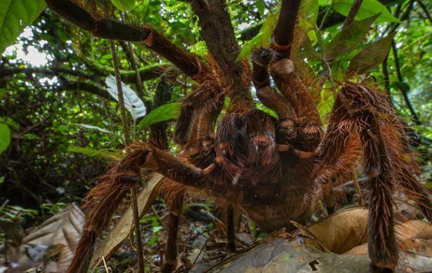 <p><strong>Dev örümcek Tarantula</strong><br />
Böcekbilimci Piotr Naskrecki ,  Guyana'da doğal ortamda karşılaştığı tarantulayı görüntüledi.</p>
