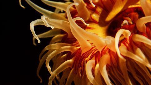 <p>Sarı Anemon<br />
<br />
Çiçek şeklindeki anemonun dokunaçları zehirlidir. Çevresinden geçen canlıları bu zehir sayesinde felç edebilir.</p>