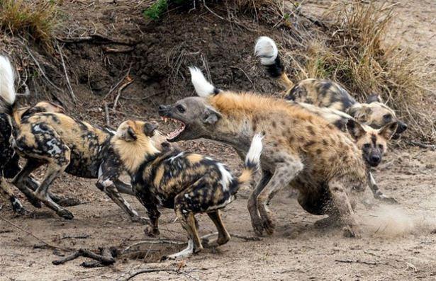 <div>Bir anda etrafını saran köpekleri gören sırtlan neye uğradığını şaşırdı.</div>
<div> </div>