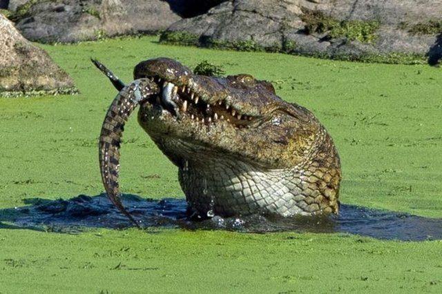 <p>Bebek timsahı midesine indiren, bu tatlısu canavarının inanılmaz görüntüleri kare kare işte böyle görüntülendi.</p>

<p> </p>
