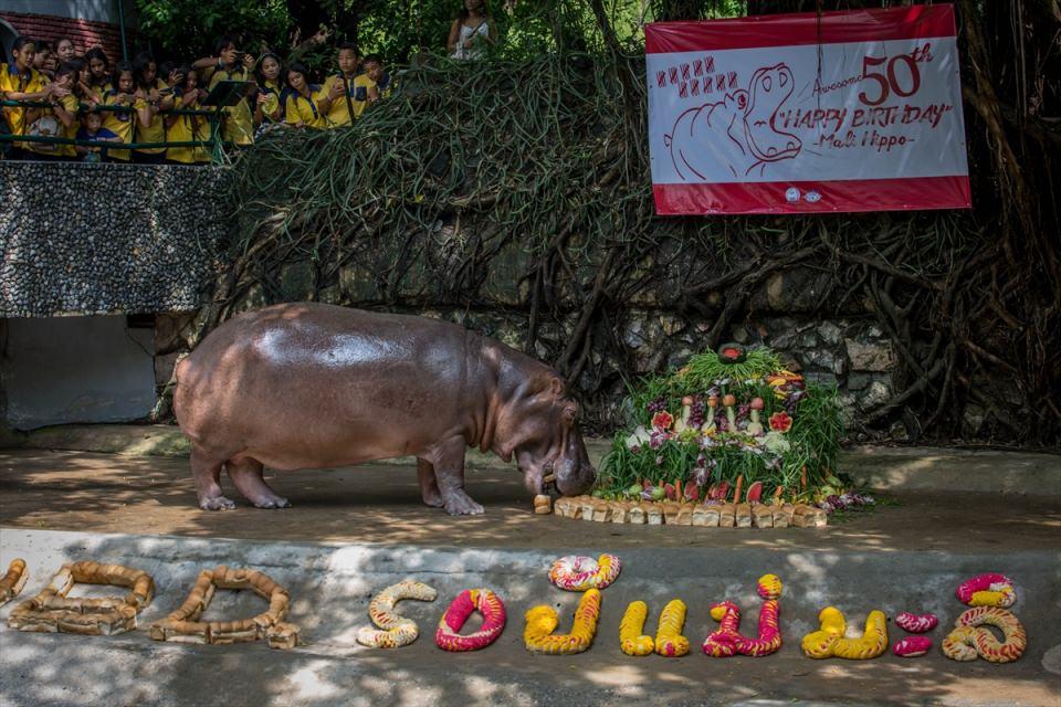 <p>Hayvanat Bah&ccedil;esi &ccedil;alışanları ve ziyaret&ccedil;iler su aygırı Mali'nin 50. doğum g&uuml;n&uuml; kutlaması i&ccedil;in bir araya geldi.</p>

<p>​</p>
