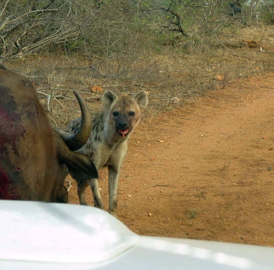 <p>Güney Afrika'daki Kruger Milli Parkı'nda safariye giden turist grubu, çok sık rastlanmayan bir ana tanıklık etti.</p>
