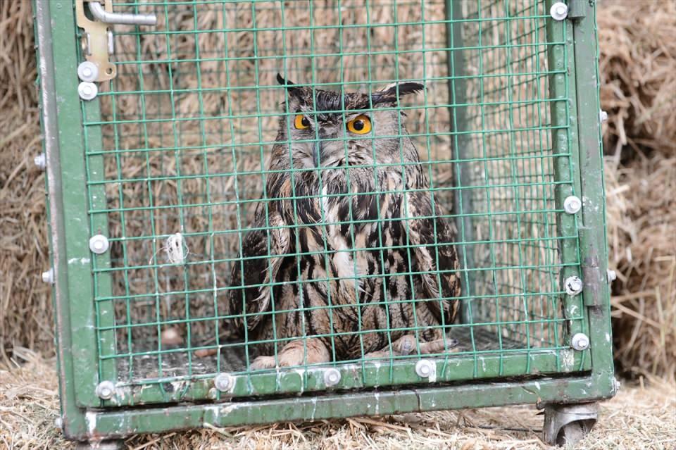 <p>Malatya'nın Kale ilçesinde vatandaşlar tarafından dağlık arazide ayağından yaralı halde bulunan puhu kuşu, tedavi altına alındı. </p>
