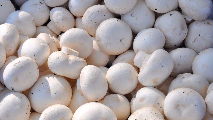 <p>Mantarı ızgarada üzerine peynir serperek pişirip kahvaltıda da yiyebilirsiniz</p>