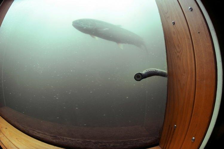 <p>Büyük Britanya Krallığı tarihinde Lamprey'ler, savaştan galip gelerek nehirden sarayına dönmek isteyen 2 İngiliz Kralının ölümüne sebep olmuşlardır...</p>

<p> </p>
