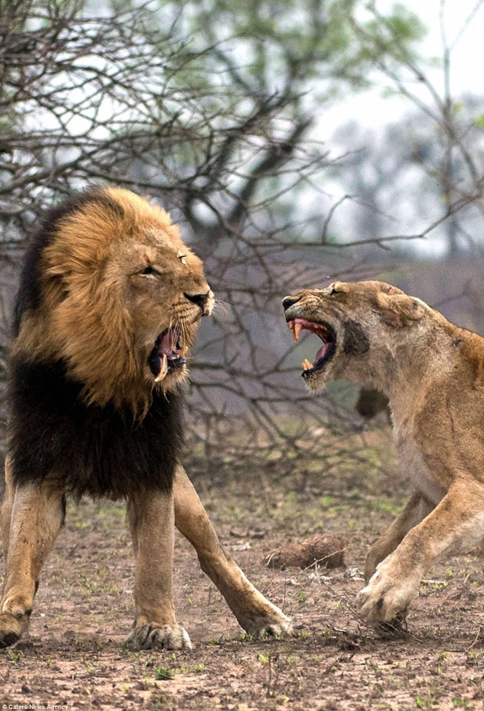 <p>Kavga esnasında erkek aslanın büyük dişlerinden bir tanesi yerinden çıktı.</p>
