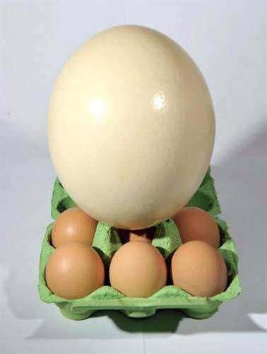 <p>En büyük kuş yumurtası devekuşunundur. 15 - 20 santimetre uzunluğunda ve ortalama 1.7 kilogram ağırlığındadır. Kaynatılarak pişirilmesi 40 dakika sürer.</p>
