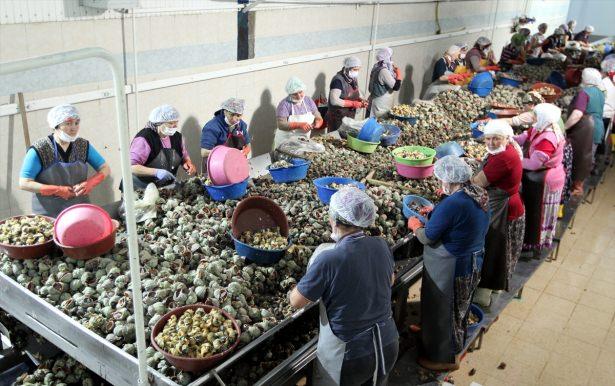 <p>Fabrikada temizlenen deniz salyangozunun eti gibi kabuğu da başta Çin, Güney Kore, Tayland,Japonya ve ABD olmak üzere pek çok ülkeye ihraç ediliyor.</p>

