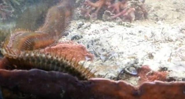 <p>Adamın, 1.2 metrelik solucanı fark etme hikayesinin altında da mercan kolonileri yatıyor. </p>

<p> </p>
