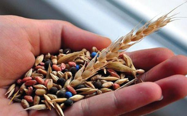 <p>Günlük E vitamininizi karşılayacak olan buğday tohumu tüketebilirsiniz. </p>