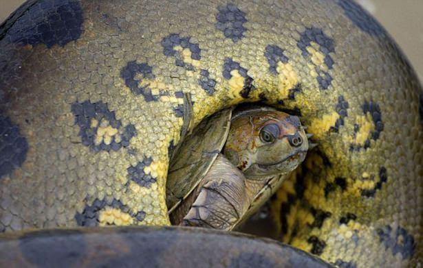 <p>Kampumbağanın dev yılana yem olmamak için verdiği hayat mücadelesi saniye saniye fotoğraflandı.</p>

<p> </p>
