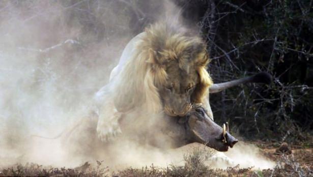 <p>Bir süre toz duman arasında boğuşan aslan ve Afrika domuzu...</p>
