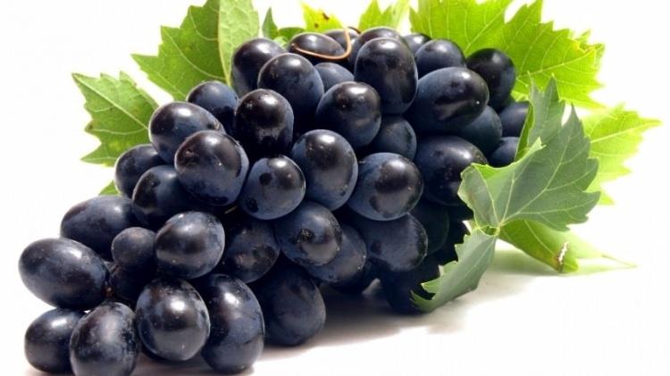 <p>Sağlığa sayısız faydası bulunan üzüm yaşlanma karşıtı olması ve yorgunluğu gidermesiyle de dikkat çekiyor. Üzüm çekirdeğinde bulunan resveratrol çok güçlü antioksidan etkiye sahip olduğundan ara sıra çekirdeğini dişlerinizle ezerek yemenizde fayda var.</p>
