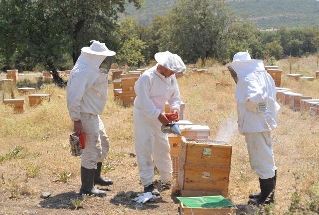 <p>Arıların ağaçlardan ve bazı otsu bitkilerin tomurcuk ve yapraklarından toplayıp mumla karıştırarak kovanda ürettiği reçinemsi bir madde olan ve zamk gibi yapışan propolisin dünyanın en güçlü antioksidan kaynağı olduğu bildirildi.</p>

<p> </p>
