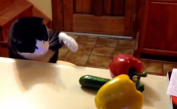 <p>Bu hafta viral olan "salatalıktan korkan kedi" videoları bir açıklamayı hak ediyor. Bir kedinin arkasına çaktırmadan bir salatalık yerleştirirseniz ne olur?  </p>

<p> </p>
