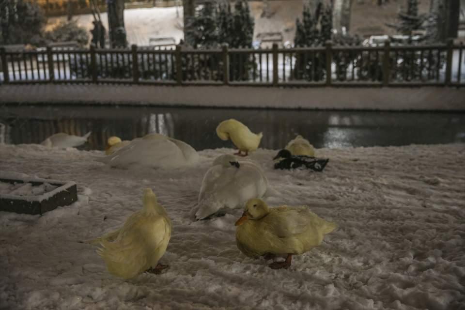 <p>ANKARA</p>
