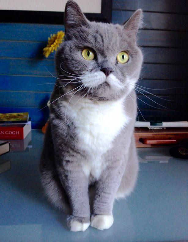 <p>Limon</p>
