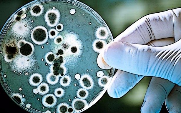 <p>CIA, biyoteknolojinin etkileri konusunda fazlaca iyimserdi. Raporda, kişisel genomik profil çıkarmanın ve organ naklinde yapay organların kullanılmasının yaygın hale geleceğini ileri sürülmüştü. Hayvanlar klonlanarak etinden faydalanılacak, teröristler genetik olarak yeni ve tehlikeli hastalıklar bulacaktı.</p>

<p> </p>

