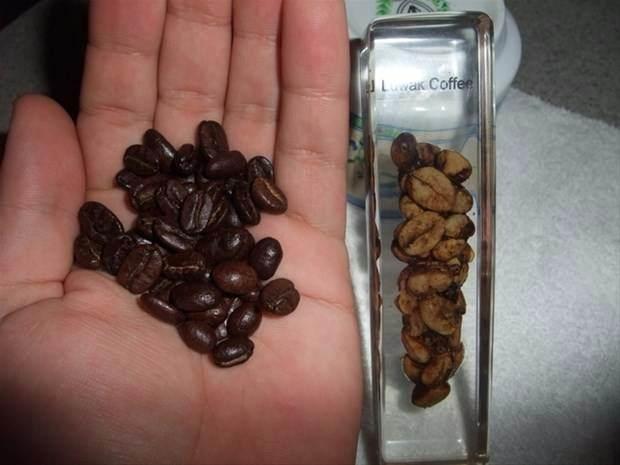 <p>Kopi Luwak kahvesinin 100 gramının fiyatı dudak uçuklatacak cinsten; 100$ civarında değişiyor...</p>
<p> </p>
<p><a href="http://www.ahaber.com.tr/galeri/dunya/erkeklerin-gelin-gittigi-ulke-endonezya/10">.</a></p>