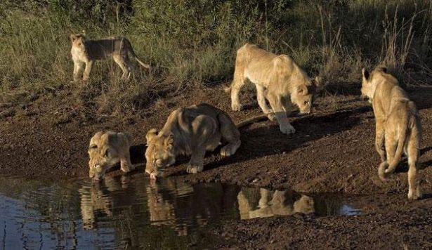 <p>Yaban hayatı fotoğrafçısı Kathleen Reeder Güney Afrika'da aslanları izlerken ilginç bir anı yakaladı.</p>

<p> </p>
