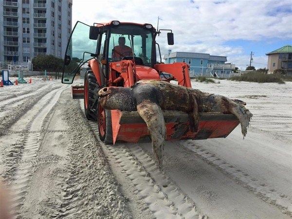 <p> Amerika Birleşik Devletleri'nin Florida eyaletinde yer alan New Smyrna plajında ölü olarak bulunan bir deniz deri sırtlı deniz kaplumbağası... </p>

<p> </p>
