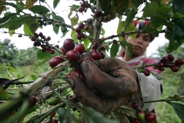 <p>En özel kahve çekirdeklerine sahip olan Sumatra'da klasik kahve üretiminin dışında bir de çok şaşırtan bir yöntemle dünyanın en pahalı kahvesi üretilmektedir.</p>
<p> </p>
<p><a href="http://www.ahaber.com.tr/galeri/dunya/erkeklerin-gelin-gittigi-ulke-endonezya/5">.</a></p>