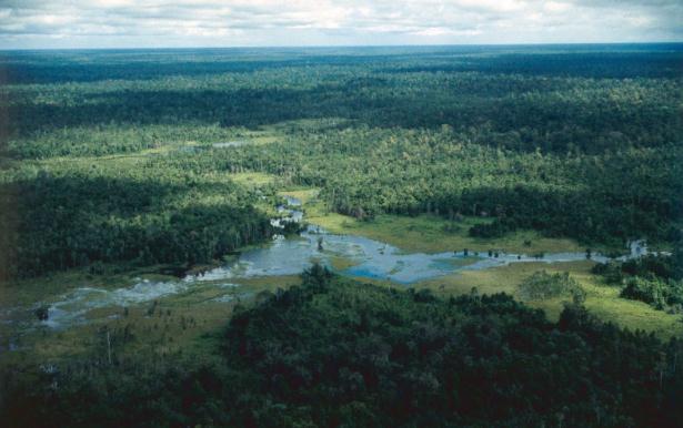 <p>"Hala taş devrinde gibiler. &Uuml;zerlerinde giysi yok. Ağa&ccedil;ların tepesinde yaşıyorlar. Yaprak yiyor ve vahşi hayvanları avlayarak besleniyorlar"</p>

<p>&nbsp;</p>
