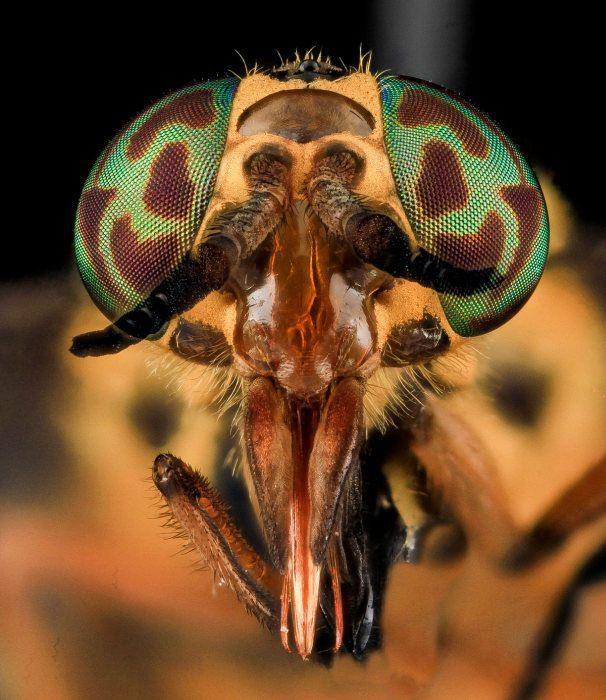 <p>Chrysops</p>
