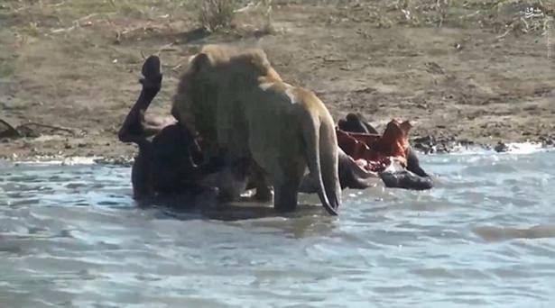 <p>Güney Afrika'daki Kruger Milli Parkı'nda, avcı hayvanlar tarafından öldürülen hamile bufalo, su kaynağının kenarında bırakıldı.</p>
