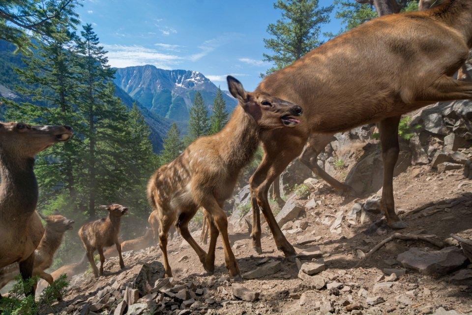 <p>Yellowstone'da, üç aylık ceylanın ilk yolculuğu...</p>

<p>JOE RIIS</p>
