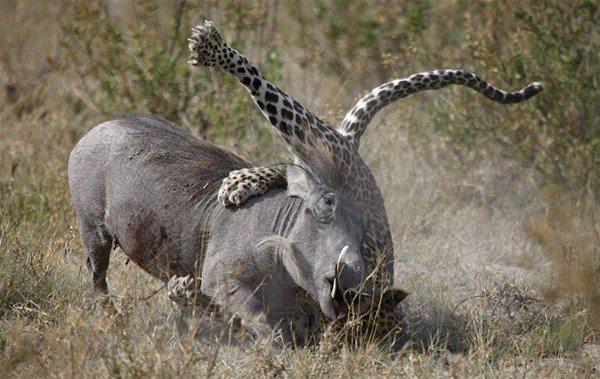 <p>Genç domuzun annesi kaçmak yerine leopara saldırdı. Bıçak gibi keskin dişleriyle leoparı sıkıştırarak genç domuzu kurtardı..</p>
<p> </p>