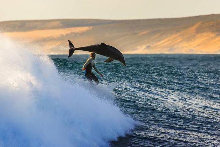 <p>64- Yunus balıklarıyla surf</p>
