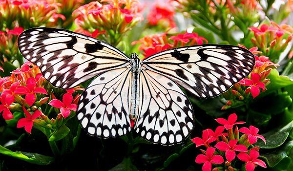 <p><strong>60 gün yaşayan uçurtma kelebeği de oldukça zehirli!</strong><br />
Süzülerek uçuşundan dolayı bir kağıt uçurtmaya benzetildiğinden Paper Kite adı verilen bu kelebek, toksinli bitkilerden beslendiği için zehirlidir ve avcılar tarafından pek tercih edilmez. Üstelik parlak kanat renkleri avcılarına, onun tatsız olduğu sinyalini verir. Uçurtma kelebeği böylece 60 güne kadar yaşayabilmektedir. </p>
<p> </p>