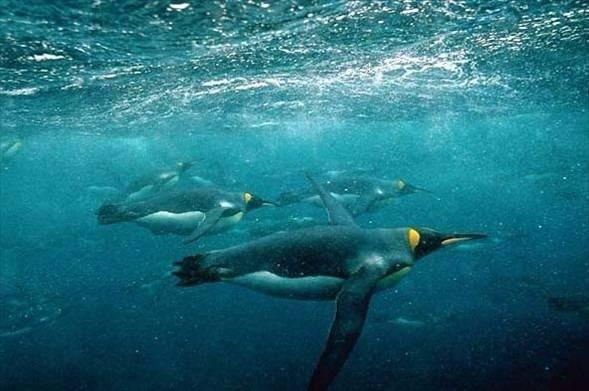<p>Kral penguenler 535 metre derinliğe dalabilirler.</p>

<p> </p>
