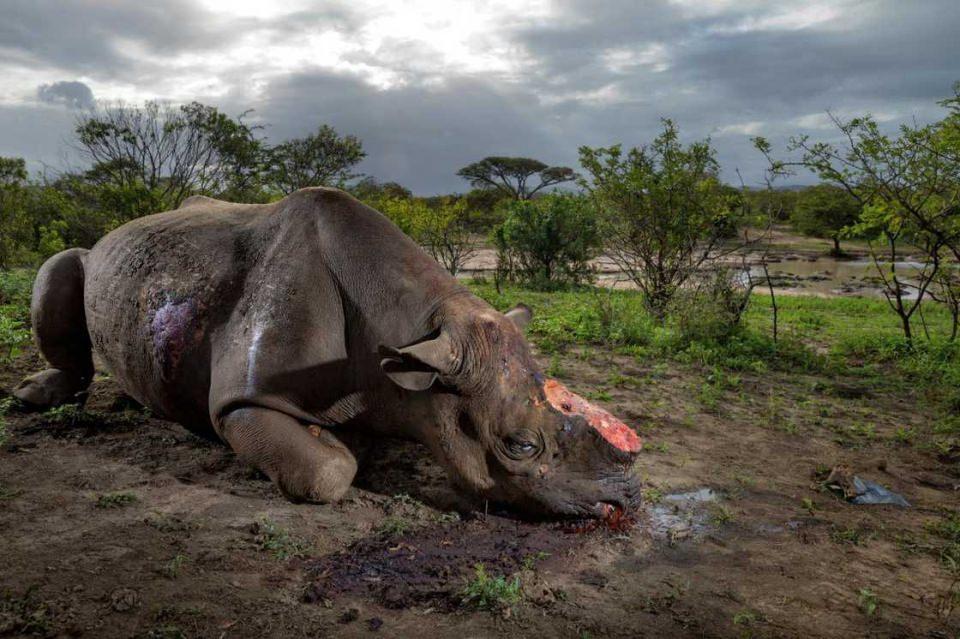 <p>Avcılar, Afrika'da Hluhluwe-Imfolozi Park'ında bulunan gergedanı sırf boynuzu yüzünden öldürmüşler... Siyah gergedanların sayısı ise bugün sadece 5000...</p>

<p>BRENT STIRTON</p>
