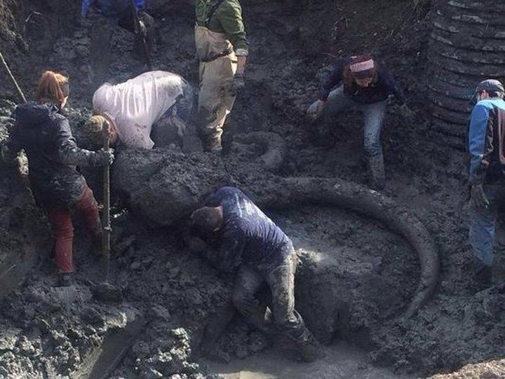 <p>Çiftçi soya fasulyesi tarlasını sürerken prehistorik döneme ait bir yünlü mamut kalıntısı buldu.</p>