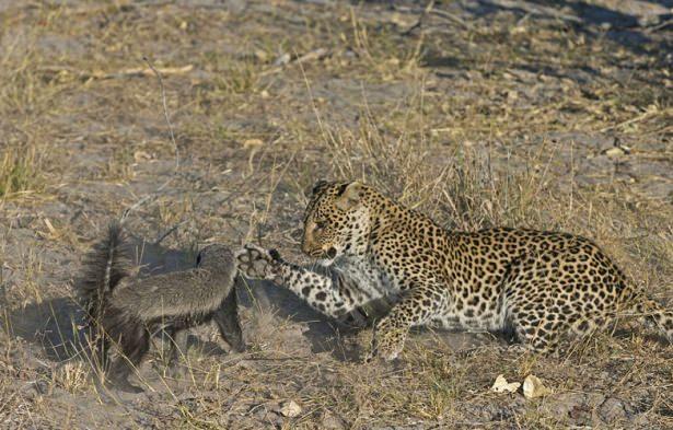 <p>Afrika'da çekilen bu karelerde öğle yemeği için gözüne bir bal porsuk kestiren leopar mücadelenin daha ilk aşamalarında bunun hiç kolay bir av olmayacağını anladı...</p>

<p> </p>
