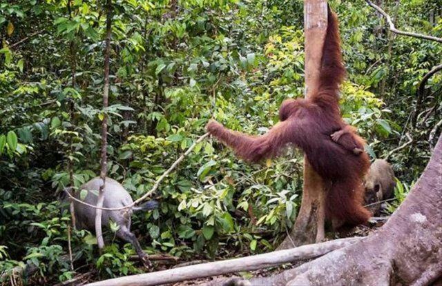 <p>Vahşi bir domuz, kucağında yavrusu bulunan bir orangutana saldırmak isteğince olan oluyor.</p>

<p> </p>
