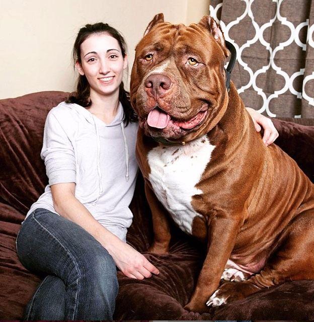 <p>17 aylık 80 kg ağırlığında bir köpek. Hatta hala büyümeye devam ediyor.</p>
