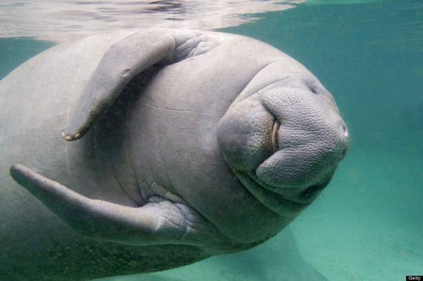 <p><strong>DENİZ İNEĞİ (DUGONG):</strong> sadece suda yaşayabilen ve günümüzde 4 türü kalmış olan, otobur bir memeli takımı. Bu takım Afrotheria üst takımına  aittir; bugün yaşayan hayvanların arasında en yakın akrabaları fillerdir.</p>

<p> </p>
