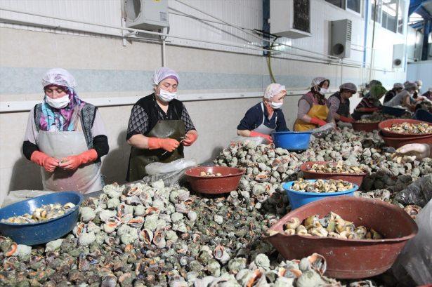 <p>Bölgedeki bir firmanın sahibi Mustafa Sadık, Türkiye'den yılda 3 bin ton civarında salyangoz ihracatı yapıldığını, bunun yüzde 35'ini kendilerinin gerçekleştirdiğini söyledi.</p>
