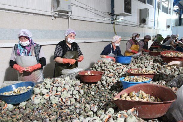 <p>Bölgedeki bir firmanın sahibi Mustafa Sadık, Türkiye'den yılda 3 bin ton civarında salyangoz ihracatı yapıldığını, bunun yüzde 35'ini kendilerinin gerçekleştirdiğini söyledi.</p>