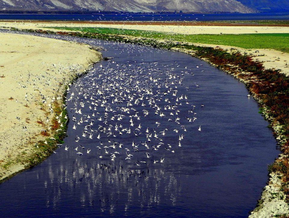 <p>Bulutların arasındaki martı kümelerinin dansı fotoğrafçıların da ilgi odağı oldu.</p>