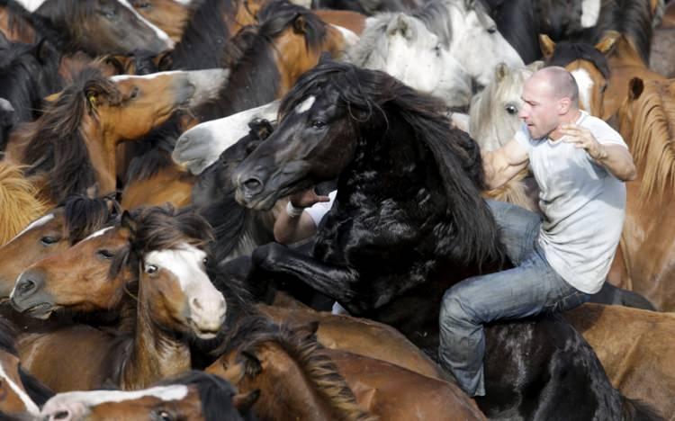 <p>Festival kapsamında İspanya'nın dağlarında yaşayan vahşi atlar yakalanarak yeleleri kesiliyor.</p>
