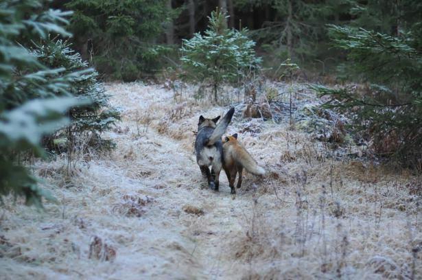 <p>Köpek Tinni ve vahşi tilki Sniffer'in dostlukları Norveç'te ormanda tanışmalarıyla başladı.</p>
