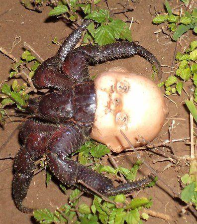 <p>Oyuncak bebeğin kafasını bulan bir yengeç</p>
<p> </p>