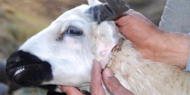 <p>AA'nın haberine göre veteriner hekimlerin yaptığı incelemede, koyunun iki ağzı olduğu ve boyun kısmındaki ağzında iki diş bulunduğu tespit edildi. İki ağızlı koyun, vatandaşların ilgisini çekiyor.</p>
<p> </p>
<ul>
</ul>
<ul>
</ul>